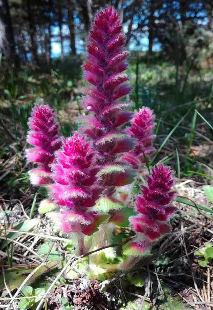 Orientalischer Günsel