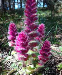 Orientalischer Günsel