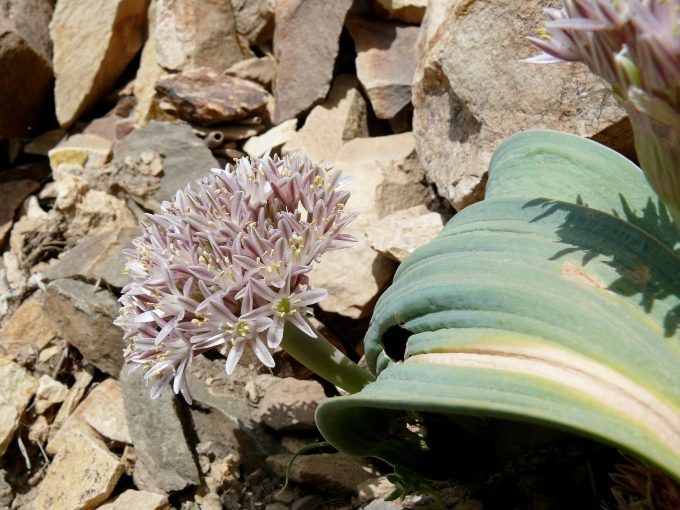 Blüten rosa bis weiß