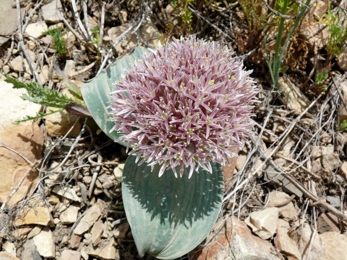 Blätter zu breit eiförmig
