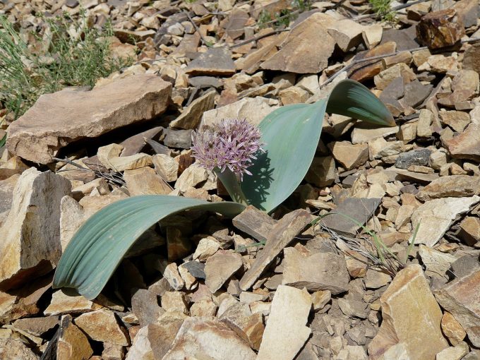 bis zu 15 cm im Durchmesser