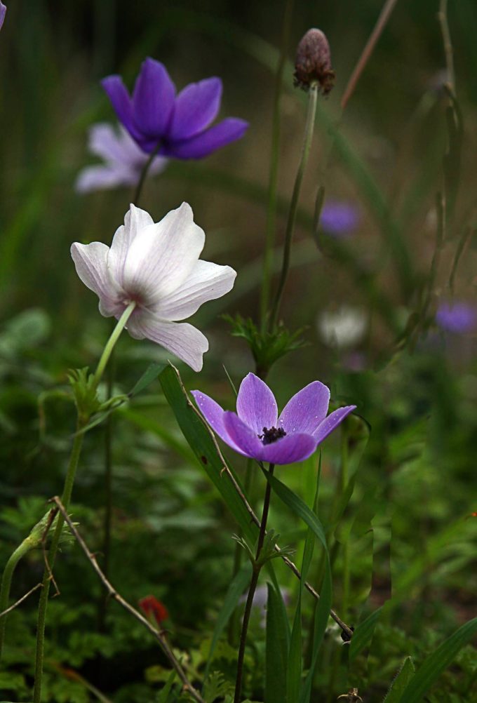 Anemonen bund und fröhlich