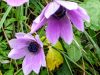 Anemone