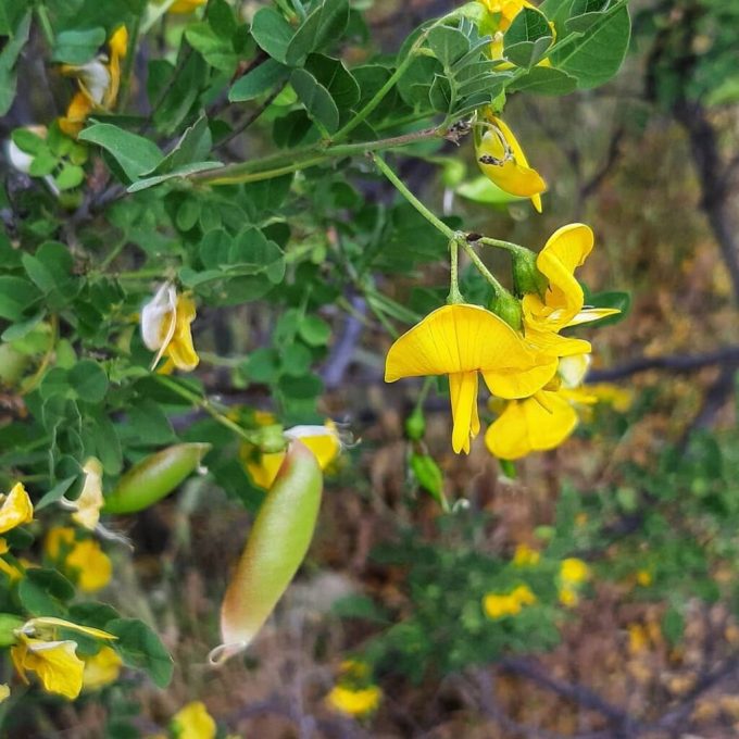 Zweilippige Blütenkrone