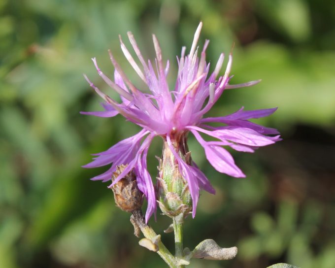 Die Kronblätter sind