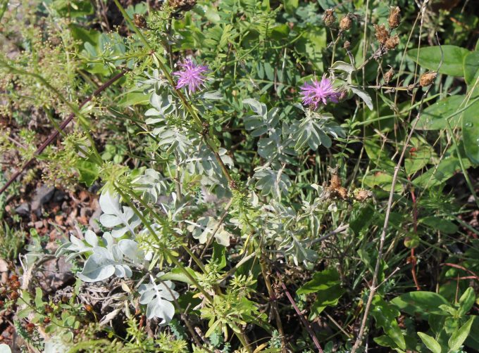 Die wechselständig angeordneten Laubblätter
