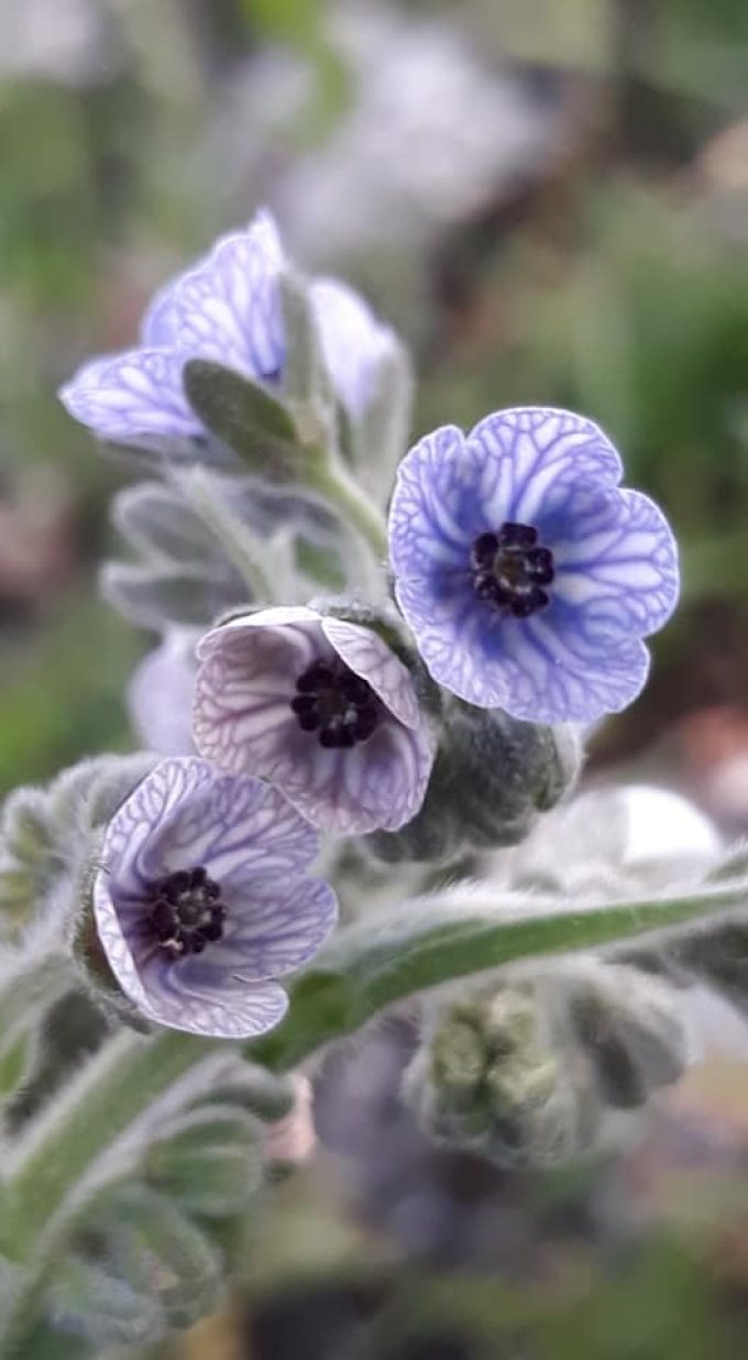 Kretische Hundszunge