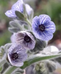 Kretische Hundszunge