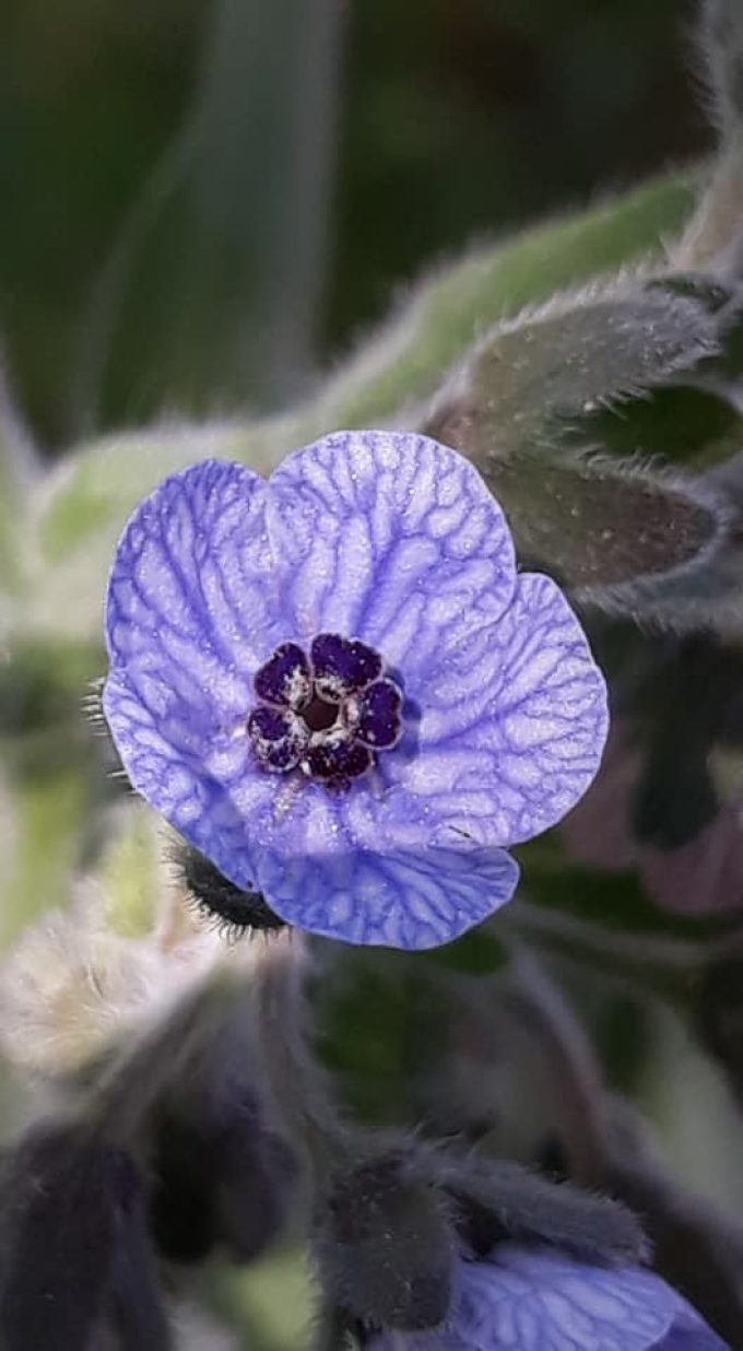 Rosa bis blassblau mit dunklen Nerven