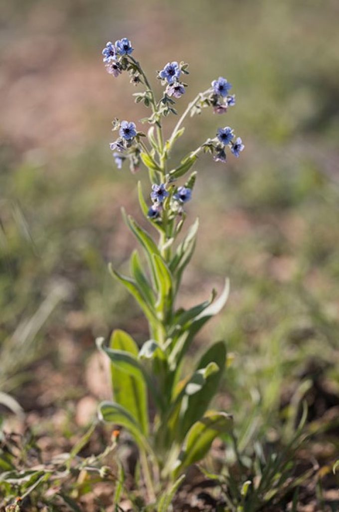 Sie wird 20–80 cm hoch