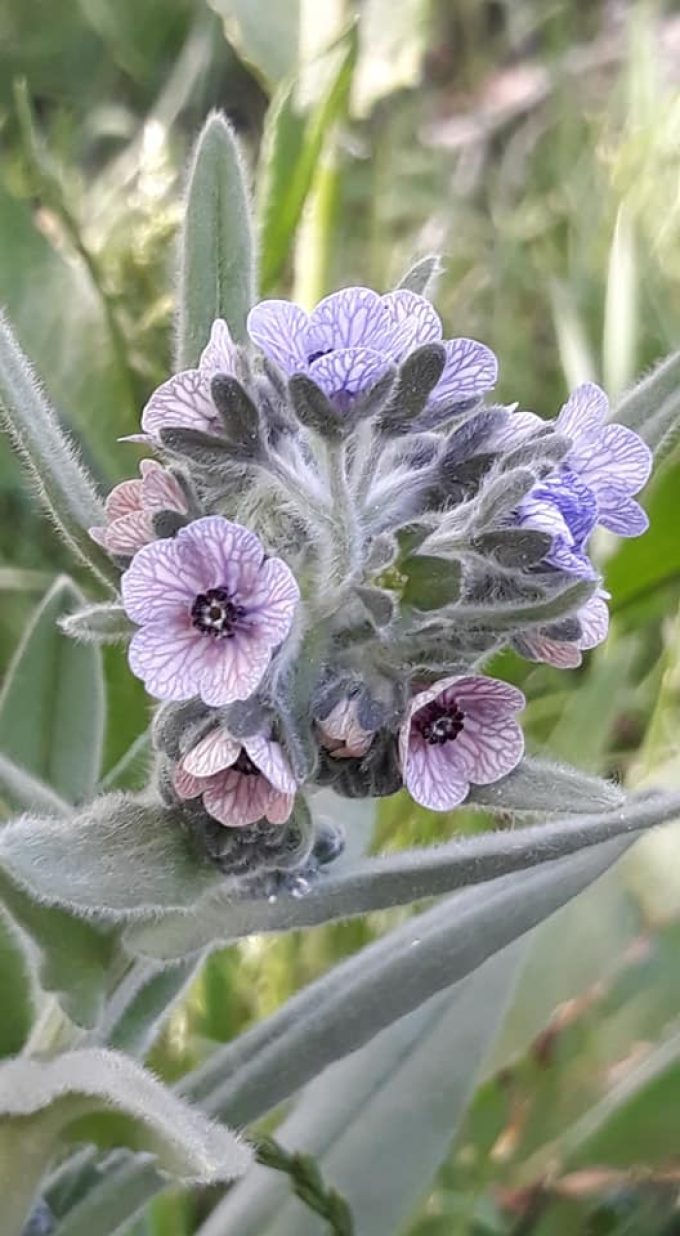 Die Krone der Blüten wird 7–9 mm lang