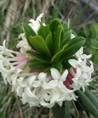 Seidelbast glomerata