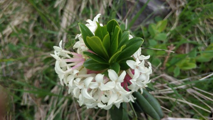 Seidelbast glomerata