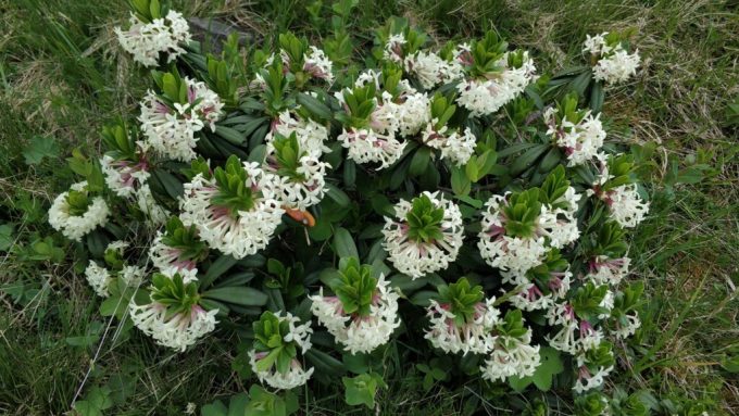  Immergrüne Sträucher