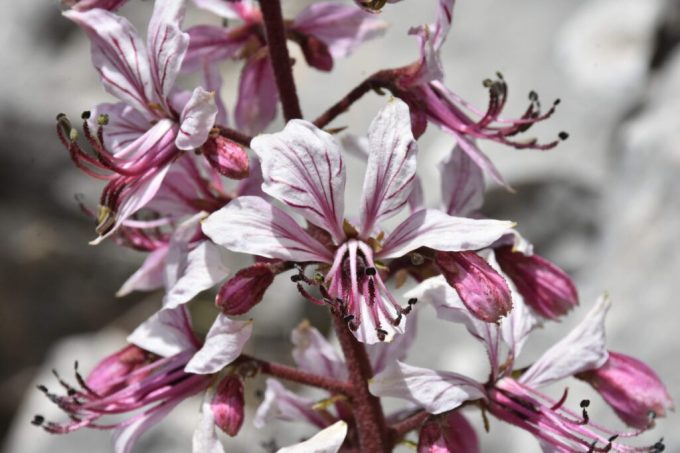 fünfzähligen, leicht zygomorphen Blüten