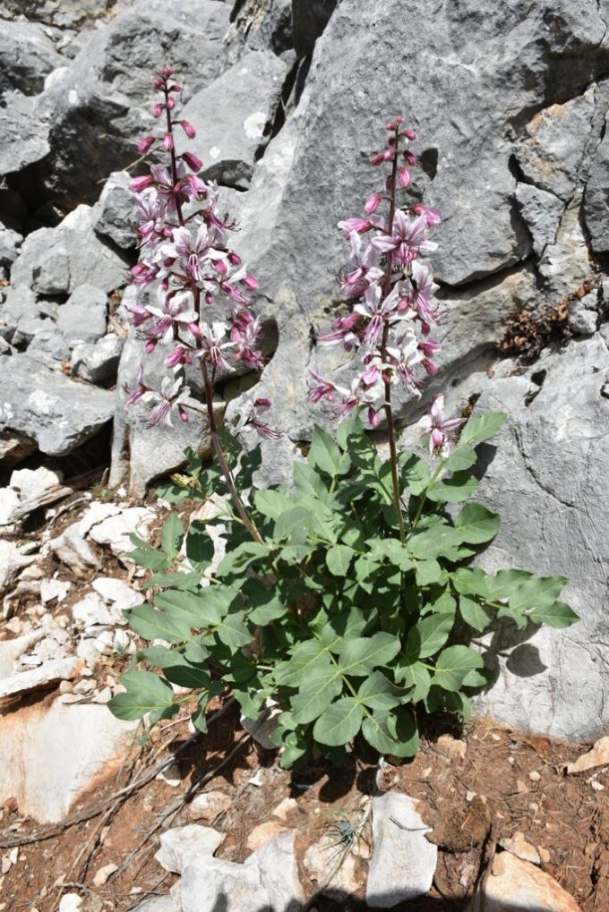 Diptam oder BrenenderBusch