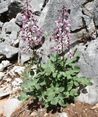 Diptam oder BrenenderBusch