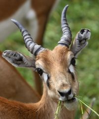 Kropfgazelle