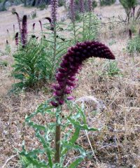 Purpurblütiger Felberich