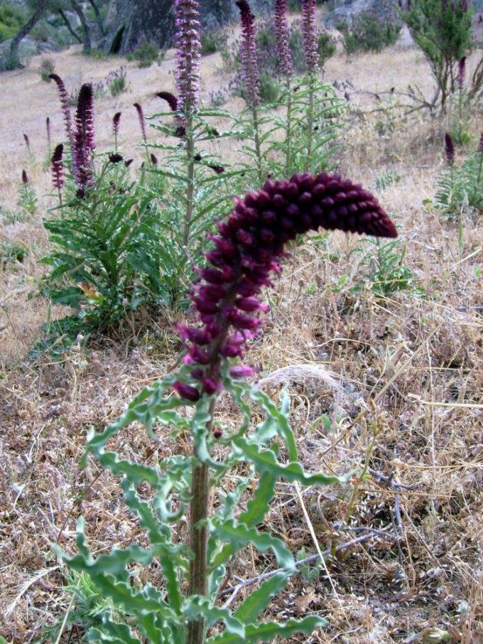 Purpurblütiger Felberich