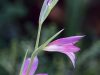 Anatolische Gladiole