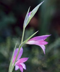 Anatolische Gladiole
