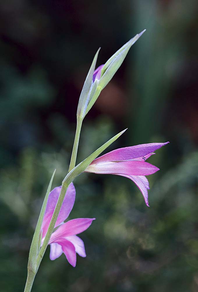 Anatolische Gladiole