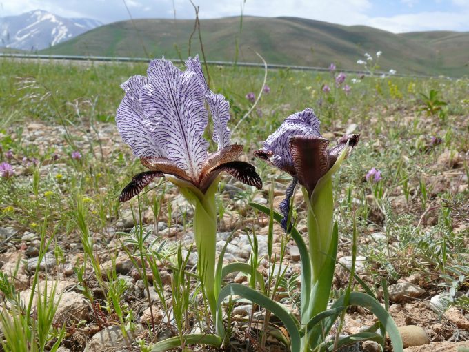 Hochland von Kaukasus