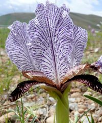 Seltsame Schwertlilie