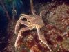 Kamtchatkakrabbe – Lt. Paralithodes camtschaticus