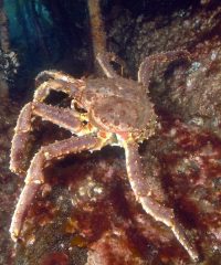 Kamtchatkakrabbe – Lt. Paralithodes camtschaticus