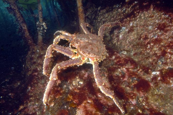 Kamtchatkakrabbe – Lt. Paralithodes camtschaticus