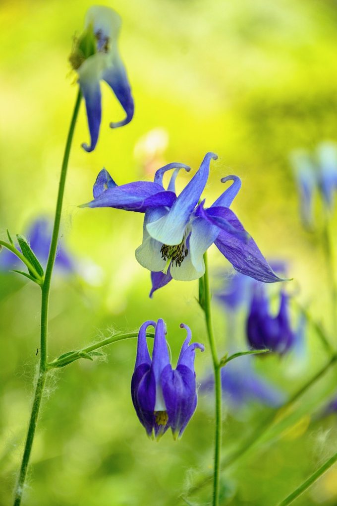  Wuchshöhen 30 bis 50