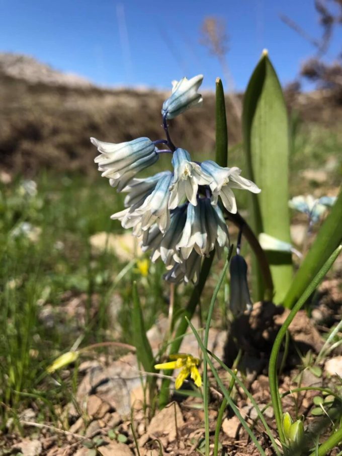 Puschkinie oder Kegelblume
