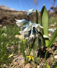 Puschkinie oder Kegelblume