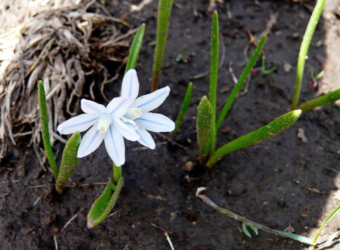 Staubfäden sind sehr kurz