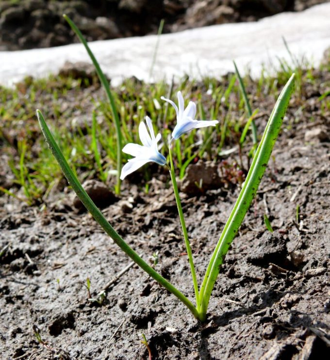 15 bis 20 Zentimetern