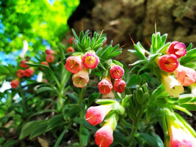 Wenig anspruchsvoll liebt kalkige