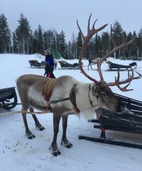 Rentier – Lt. Rangifer tarandus