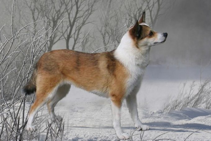 Der Lundenhund  (Papageientaucherhund)