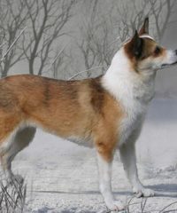 Der Lundenhund  (Papageientaucherhund)